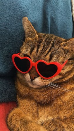 Котик в очках