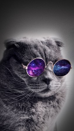 Кот в очках космос