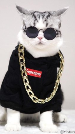 Крутые коты