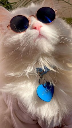 Котик в круглых очках