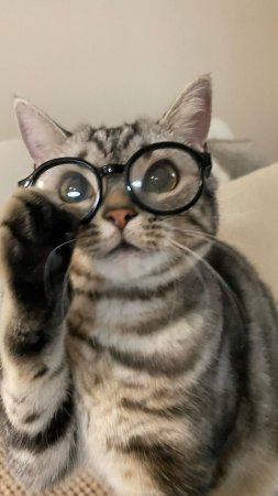 Котенок в очках