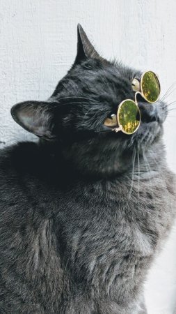 Кошка в очках