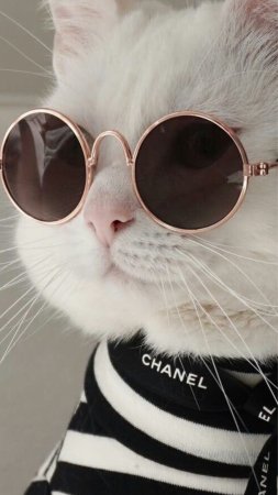 Котенок милый