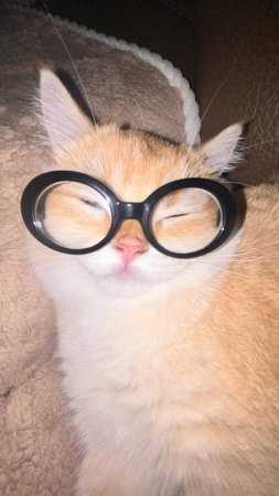 Кошечка в очках