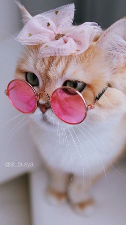 Котик в очках и с цветами