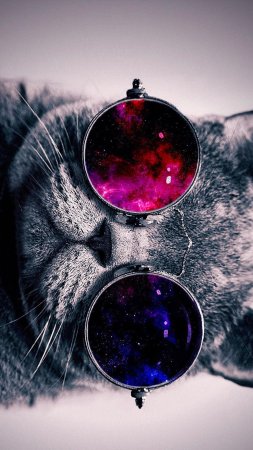 Кот с очками космос