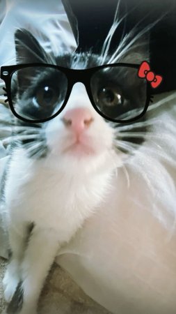Котики с очками
