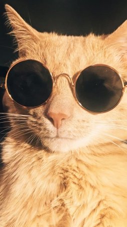 An orange cat wearing sunglasses