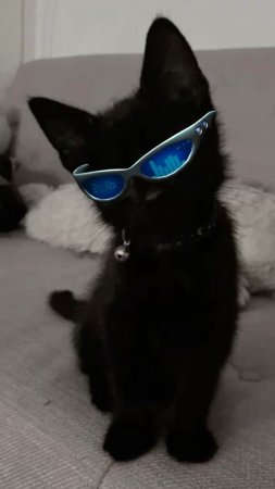 Кот в темных очках