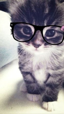 Милые котенок