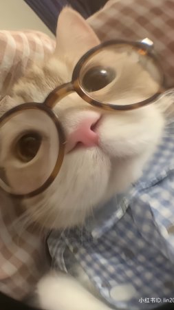 Милые котики с очками