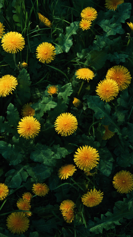 Одуванчик taraxacum officinale