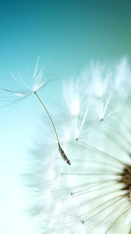 Dandelion seed
