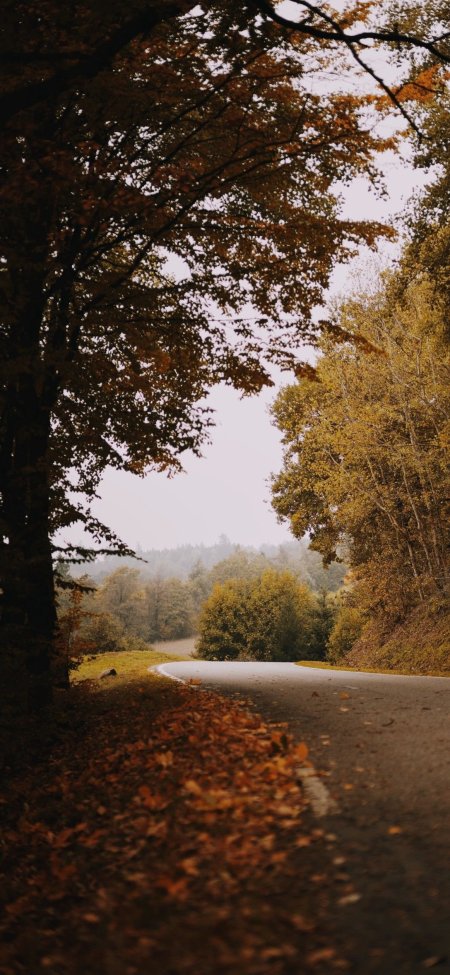 Wallpaper road turn autumn fallen leaves