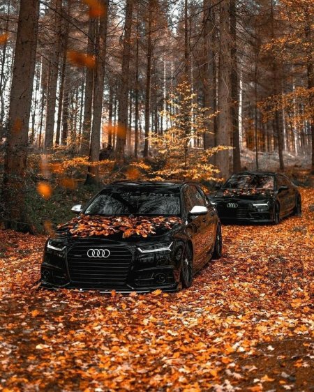 Audi a в осеннем лесу