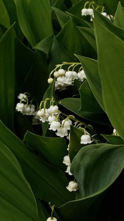 Ландыш майский convallaria majalis