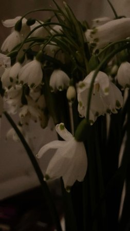 Белоцветник весенний и подснежники