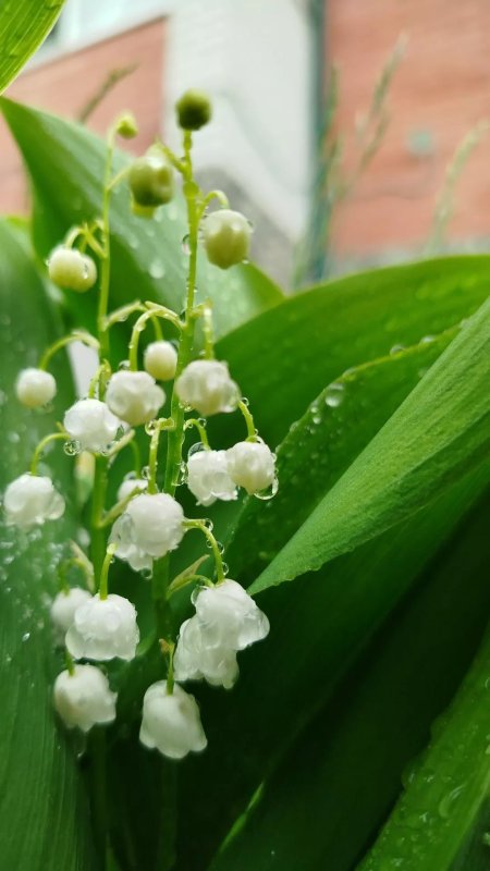 Ландыш майский convallaria majalis