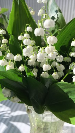 Ландыш майский отцветший