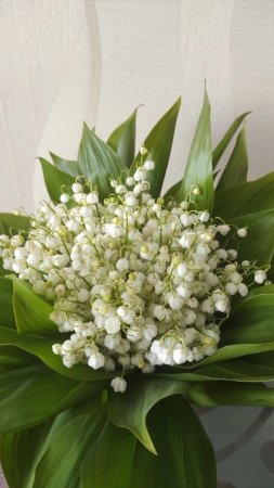 Красивые ландыши