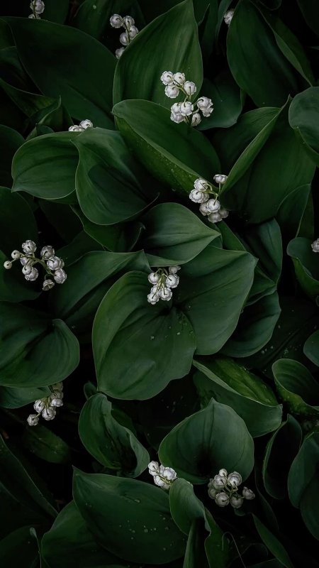Ландыш convallaria majalis