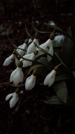 Подснежник обыкновенный