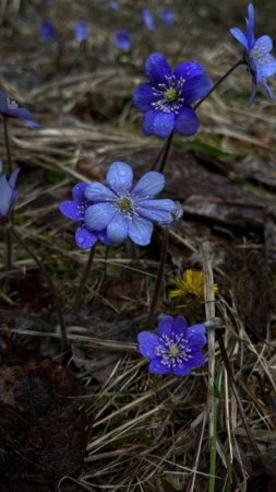 Печеночница благородная перелеска