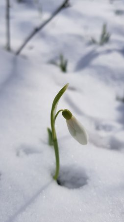 Подснежник белый