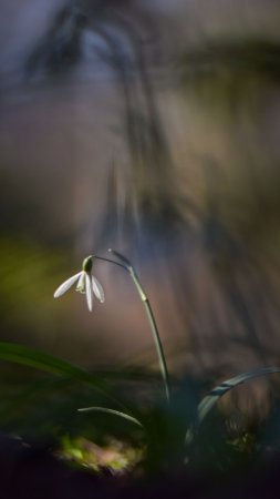 Фотографии подснежников