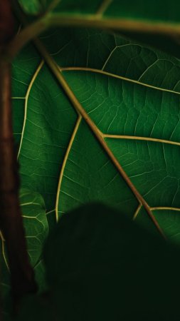 Текстура листа растения