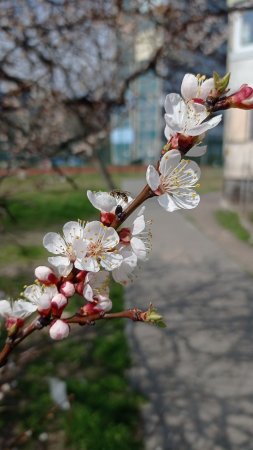 Слива армянская