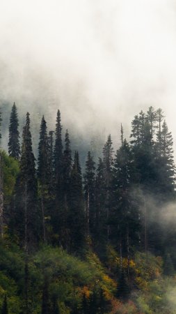 Лес в тумане