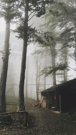 Дома в лесу