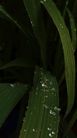 Капли дождя