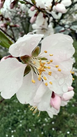 Цветки миндаля