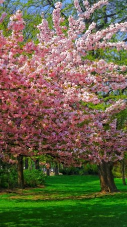 Cherry blossom дерево