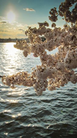 Цветущее дерево над водой