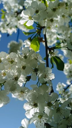 Вишня обыкновенная цветение