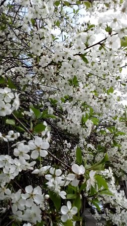 Расцвела белоснежная вишня