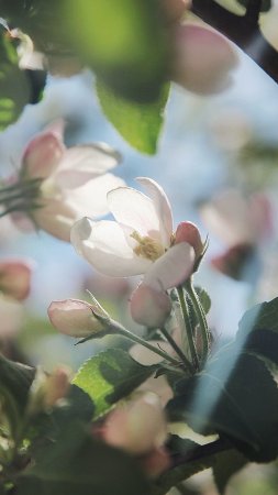 Яблоневый цвет (apple blossom)