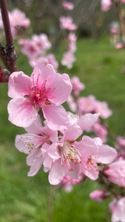 Цветущий персик / blooming prunus persica