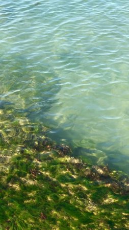 Море, волны, зелень