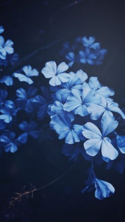 Синие цветы фон