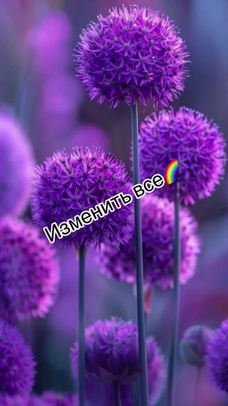 Цветок фиолетовый