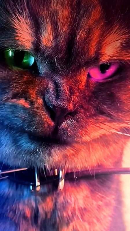 Очаровательные котята