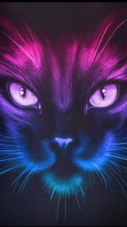 Чëрная кошка