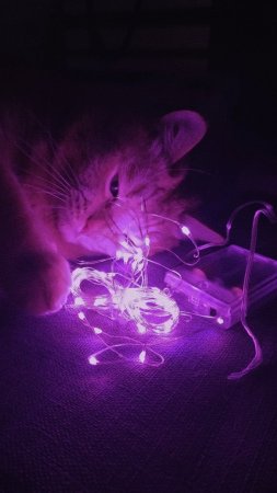 Котенка в фиолетовом неоне
