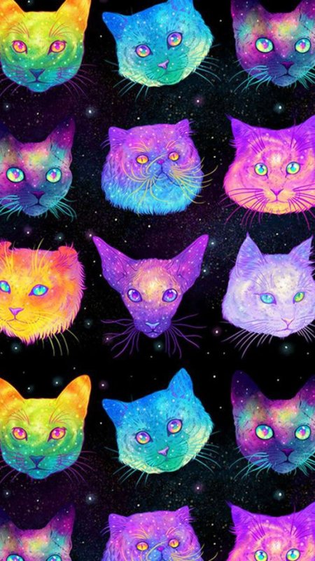 Космос кот