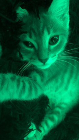 Светящиеся кошки