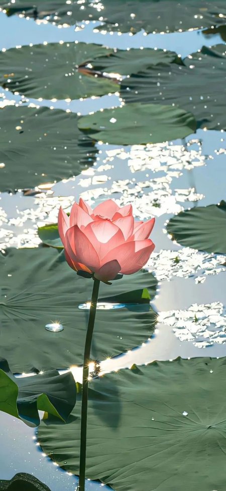 Lotus çiçeği